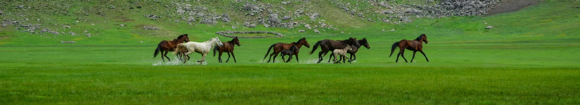 konie na zielonej polanie